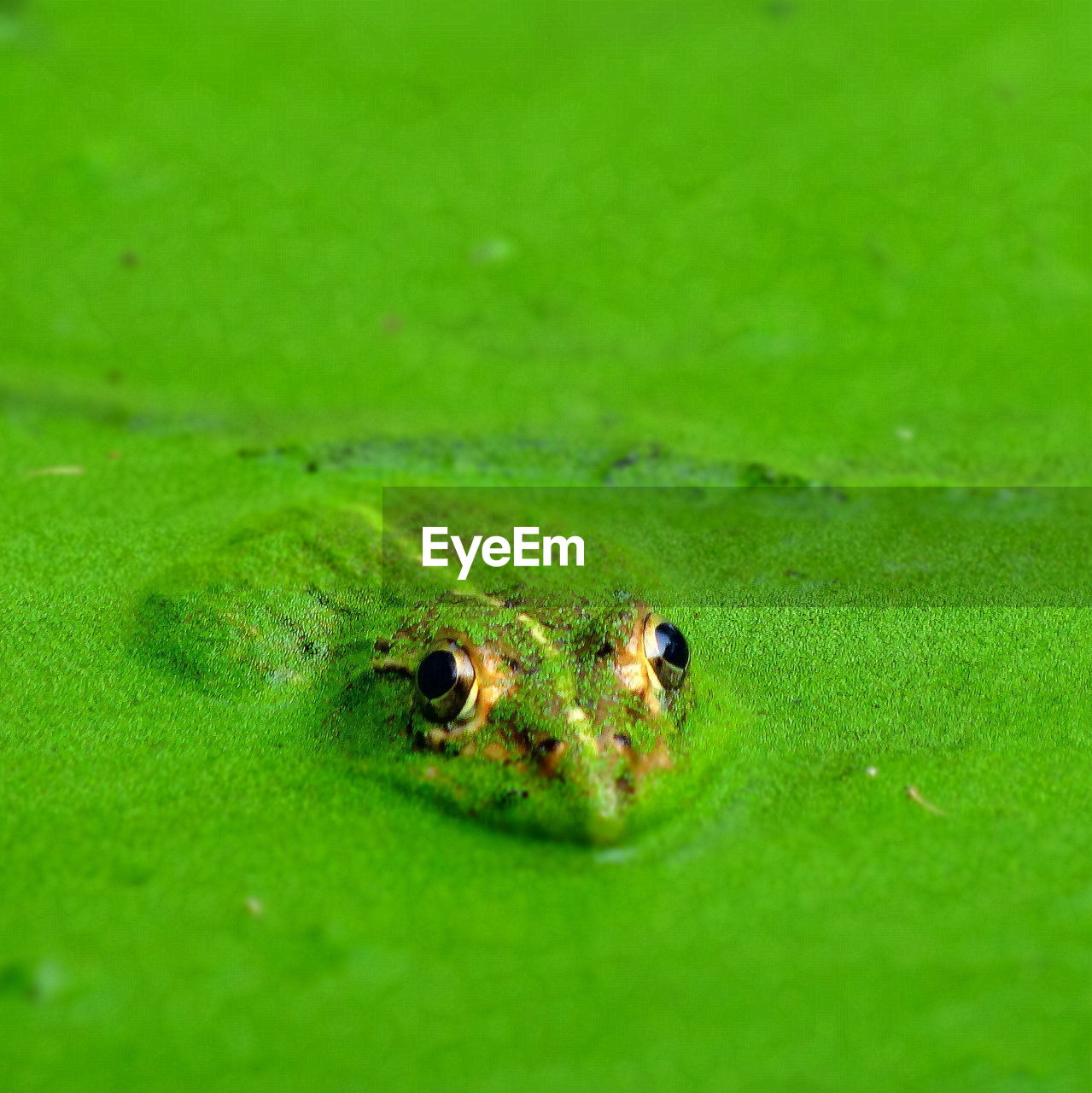 Frog in moss covered pond