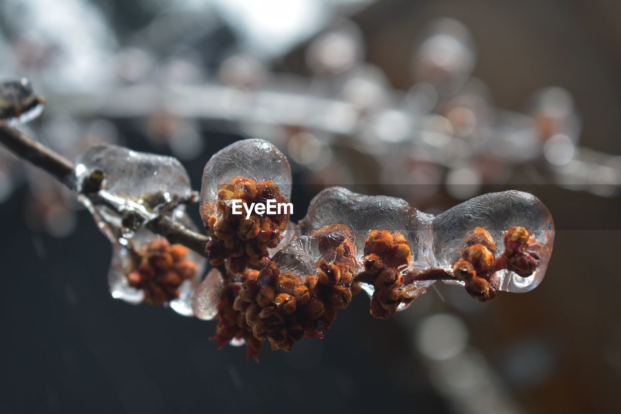 Frozen leaf buds encased in ice