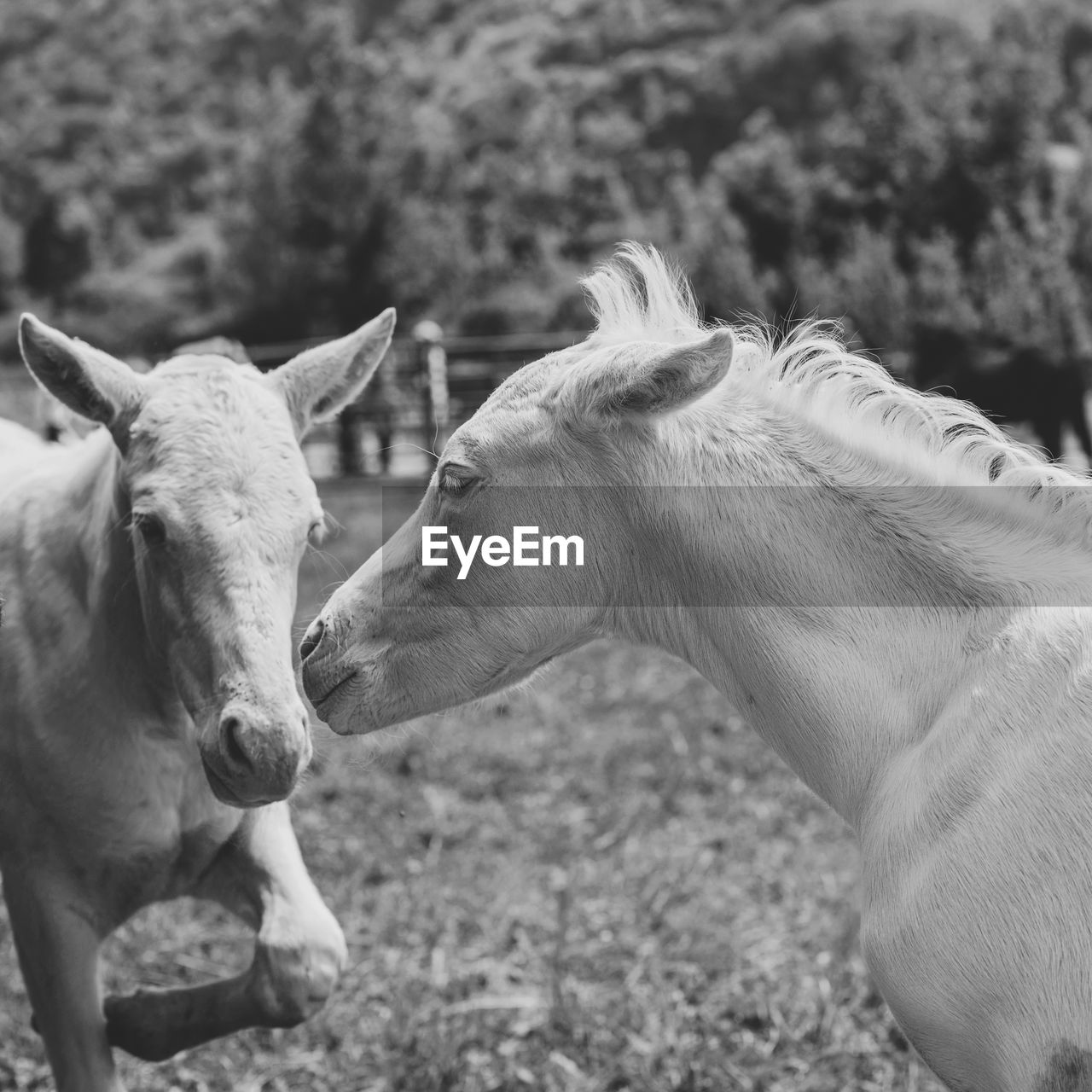 CLOSE-UP OF TWO HORSES IN RANCH