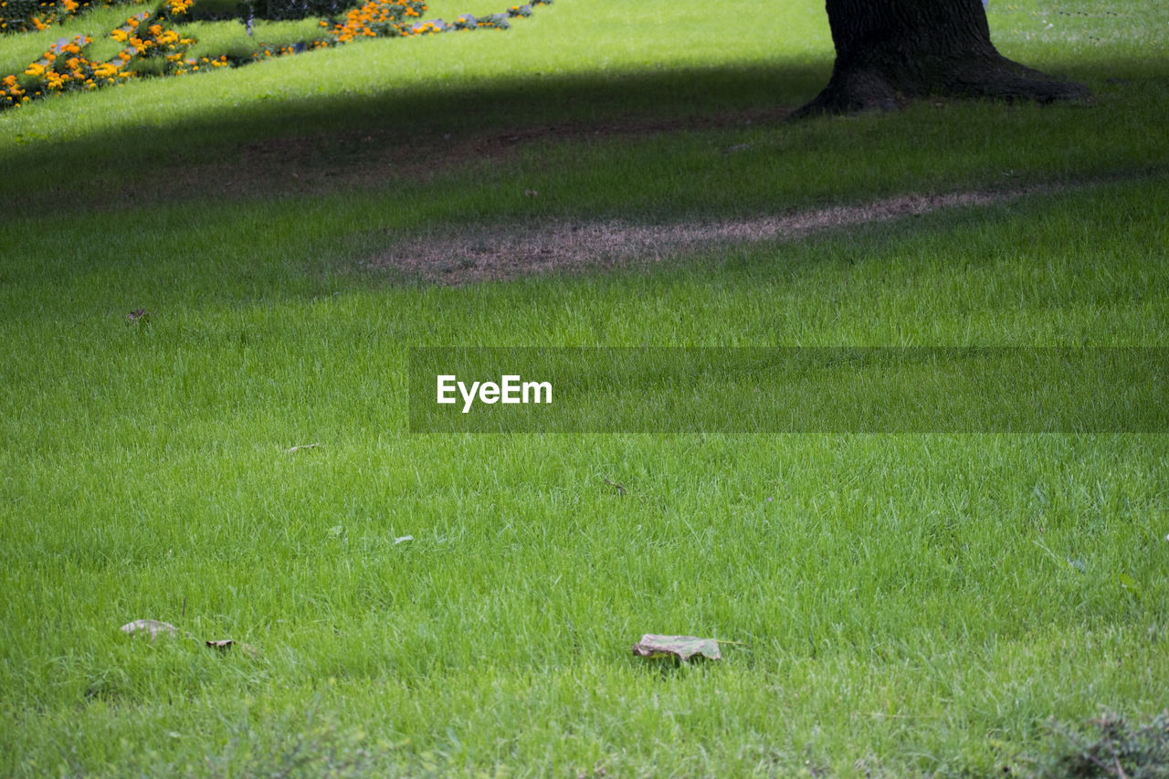 VIEW OF AN ANIMAL ON GRASS