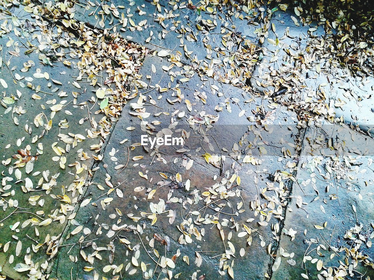 Fallen leaves on sidewalk