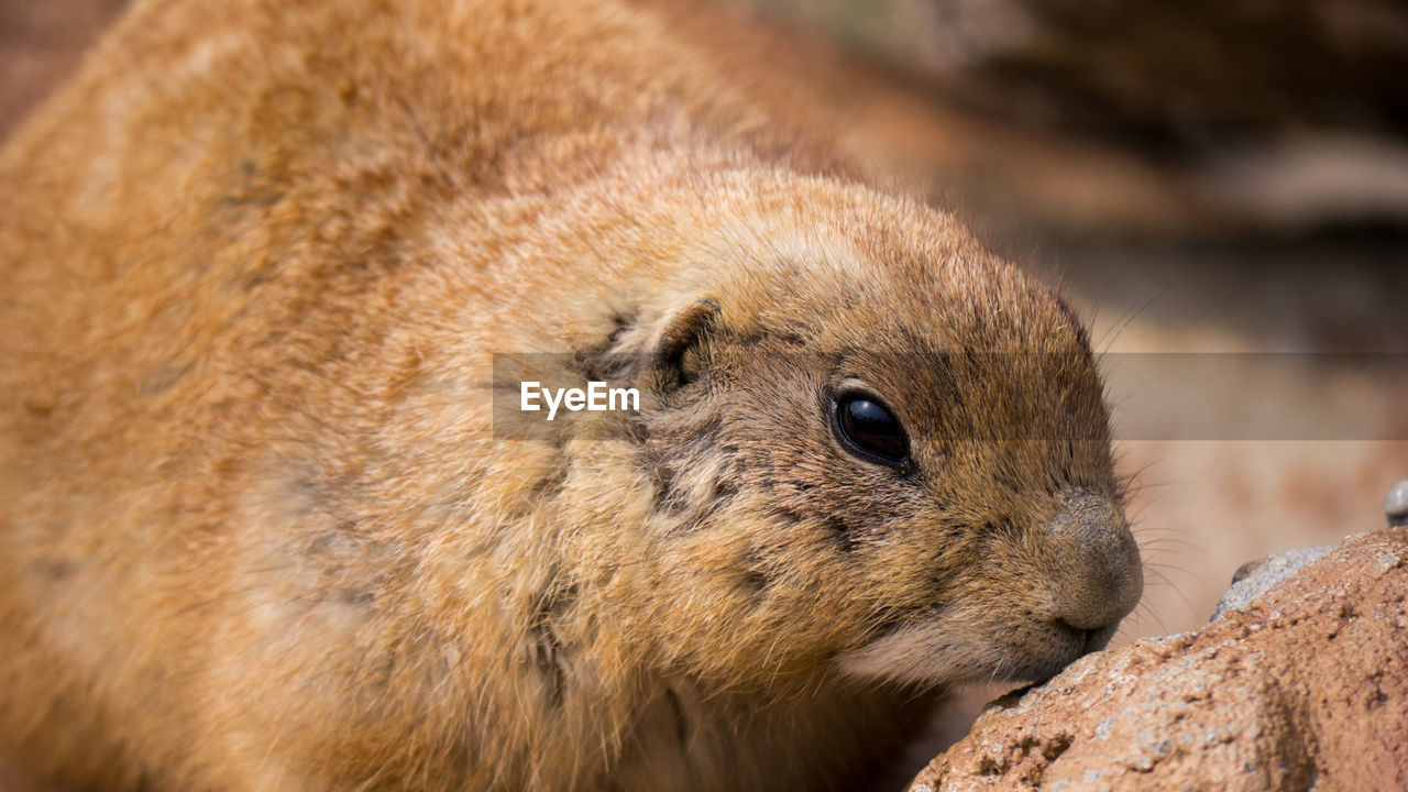 Close-up of prairie dog