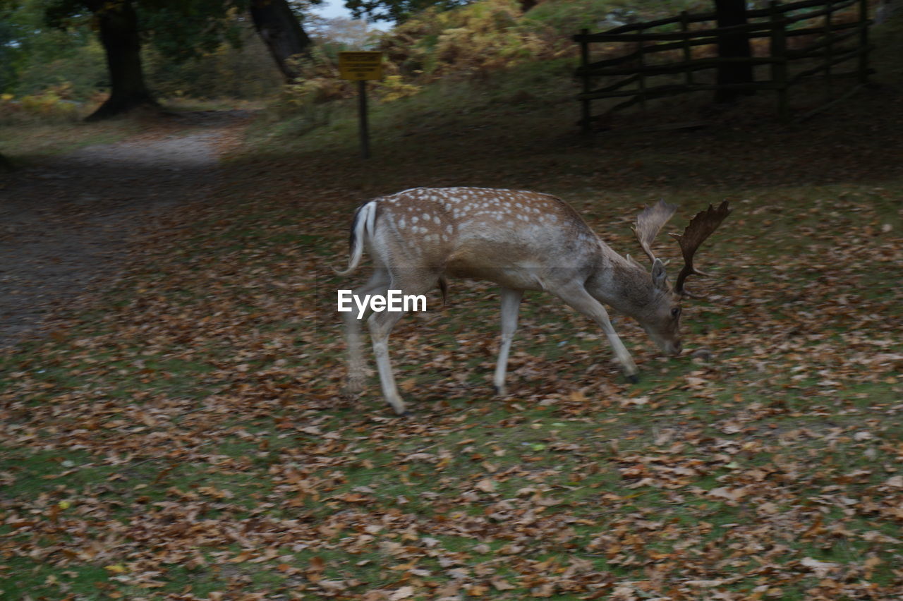 DEER IN FOREST