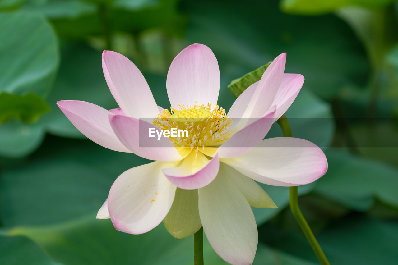 flower, flowering plant, plant, aquatic plant, water lily, beauty in nature, freshness, pink, lotus water lily, proteales, petal, nature, pond, leaf, flower head, water, lily, close-up, plant part, inflorescence, fragility, no people, macro photography, social issues, pollen, outdoors, growth, blossom, green, focus on foreground, environment, springtime, city car, tropical climate, environmental conservation, tranquility, yellow