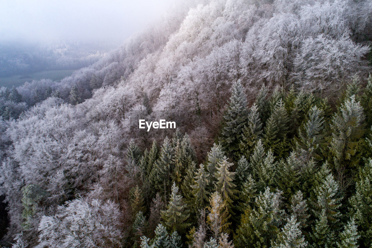 Pine trees in forest during winter