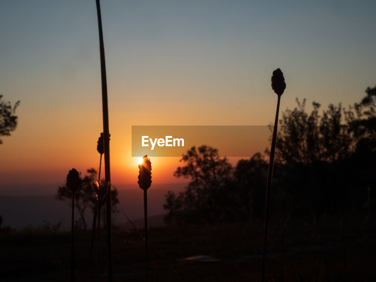 Silhouette plants on field against sky during sunset