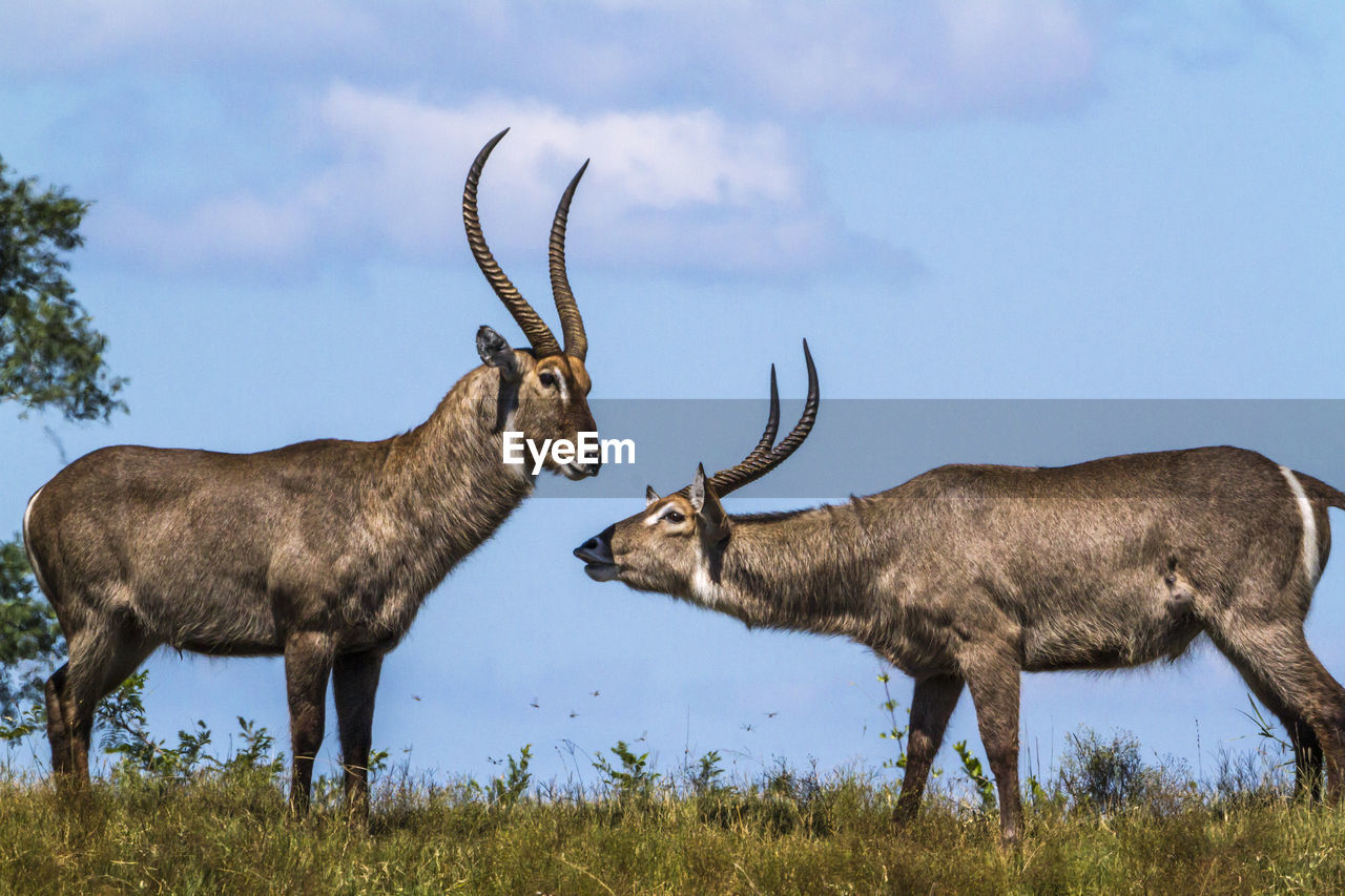 Waterbucks standing on land against sky
