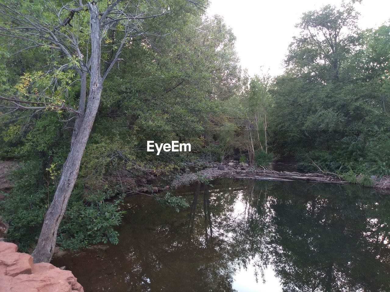 SCENIC VIEW OF LAKE BY TREES IN FOREST