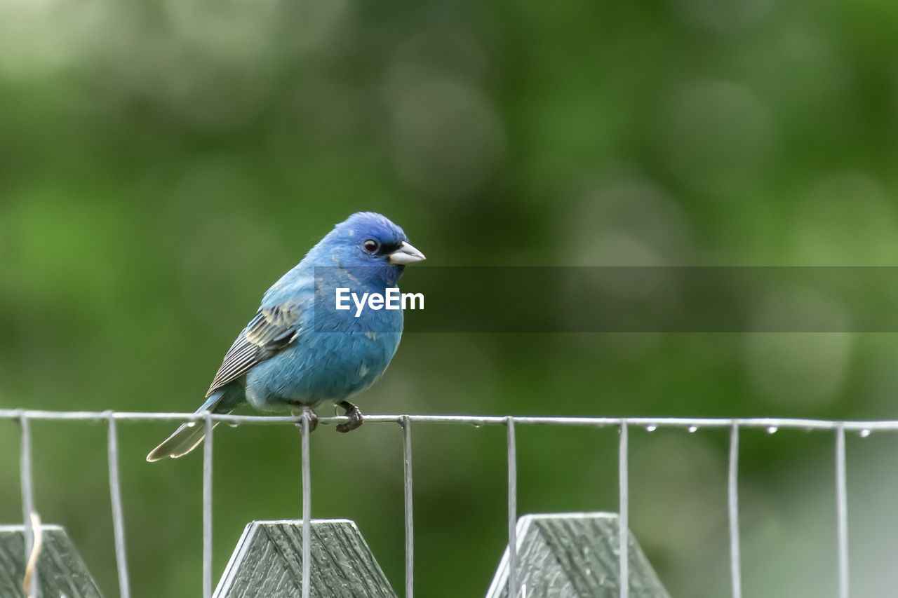 Indigo bunting, blue bird perched on wire fence