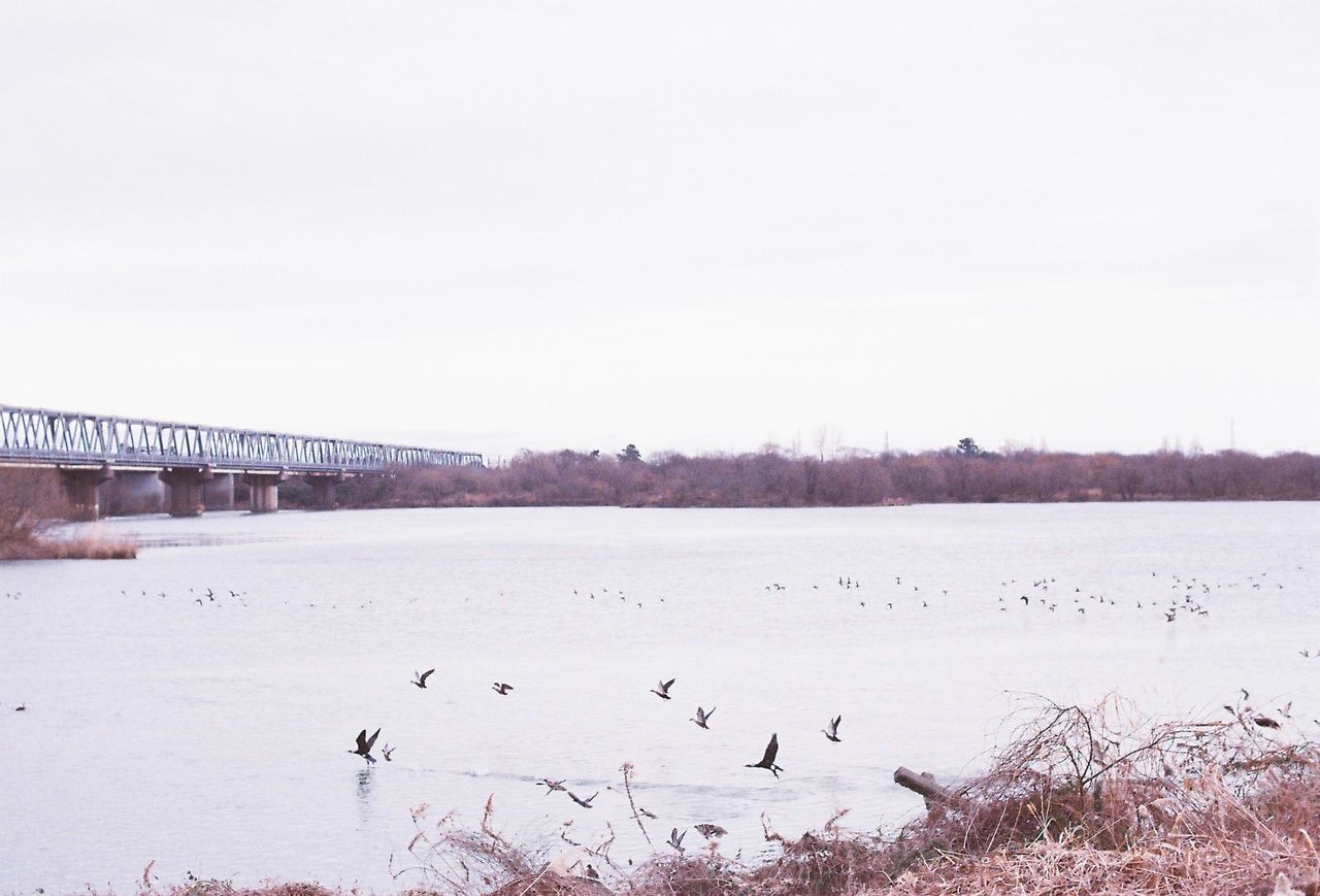 VIEW OF BIRDS ON RAILING