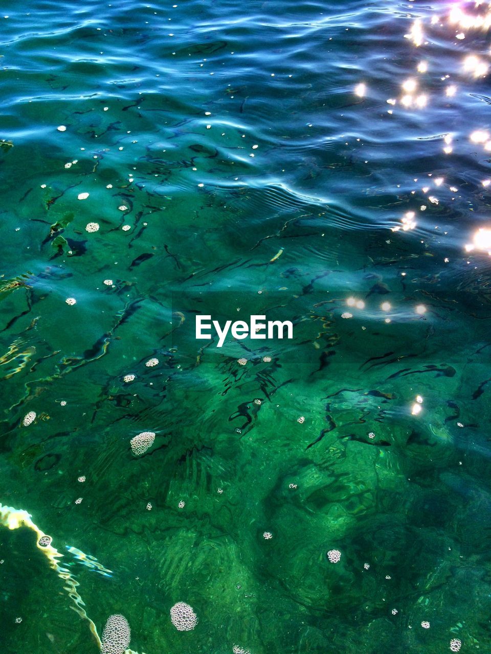 HIGH ANGLE VIEW OF KOI FLOATING ON WATER