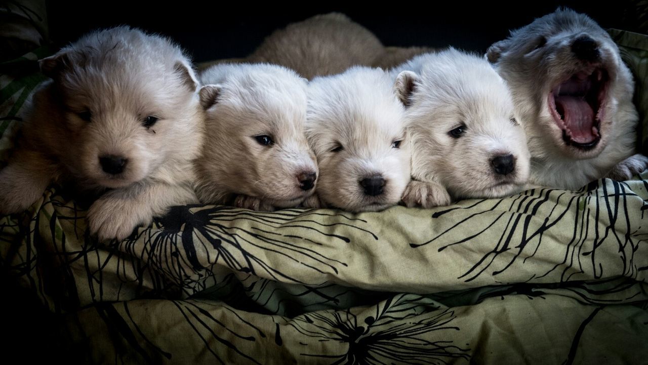 Close-up of relaxed puppies