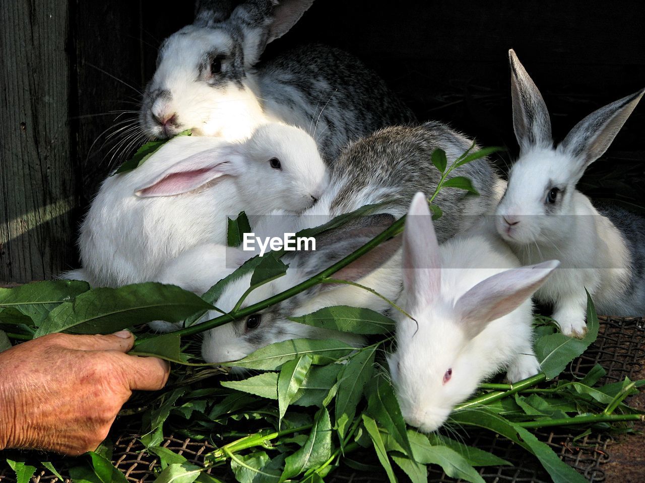 CLOSE-UP OF RABBIT IN FLOWER