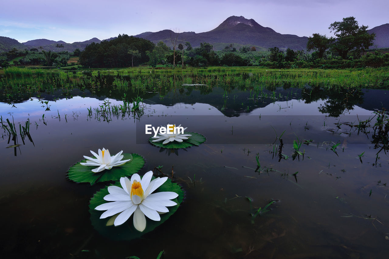 Close-up of water lily in lake against sky