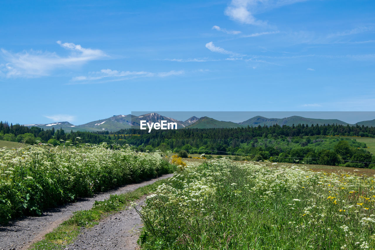 SCENIC VIEW OF FIELD AGAINST BLUE SKY