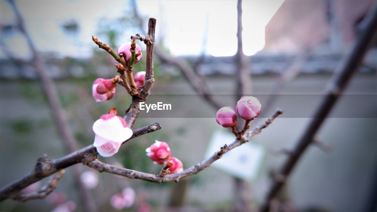 Close-up of pink plum blossom buds on branch