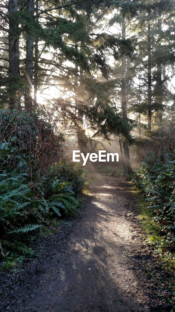 VIEW OF TREES IN FOREST