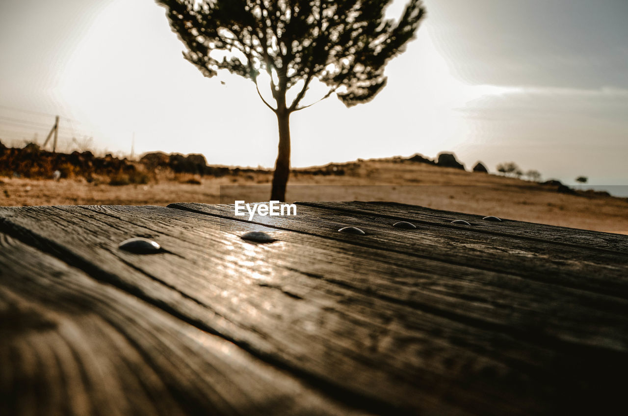 CLOSE-UP OF TREE AGAINST SKY