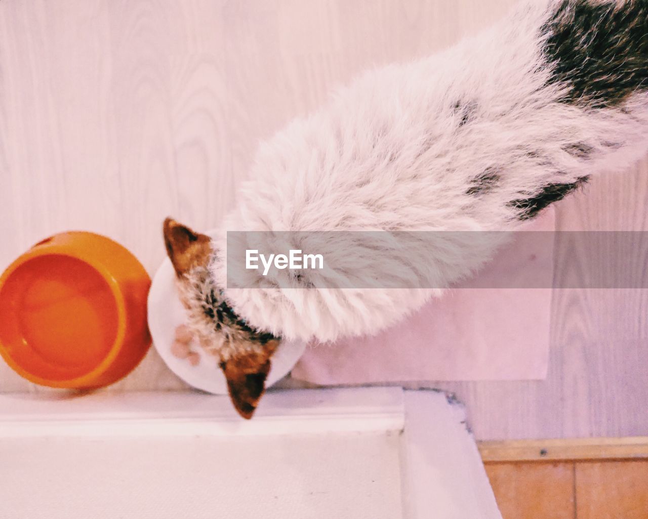 High angle view of dog feeding on floor at home