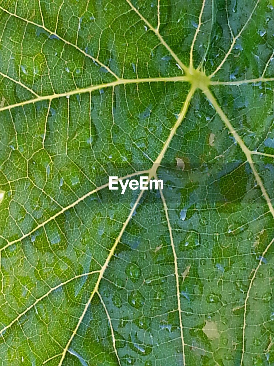 FULL FRAME SHOT OF LEAVES