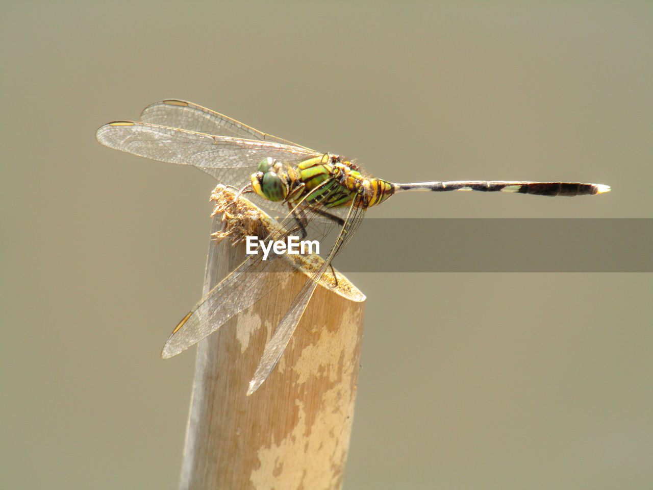 VIEW OF DRAGONFLY ON TWIG