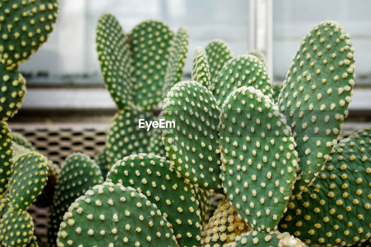 Cacti growing in the arid garden at the frederik meijer gardens