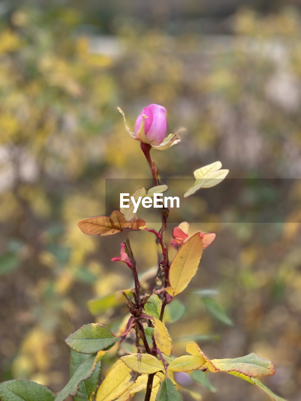 plant, flower, flowering plant, beauty in nature, nature, leaf, freshness, blossom, growth, plant part, close-up, focus on foreground, tree, no people, wildflower, yellow, fragility, pink, macro photography, outdoors, autumn, branch, flower head, springtime, petal, day, inflorescence, food, botany, food and drink, selective focus, environment, bud, sunlight