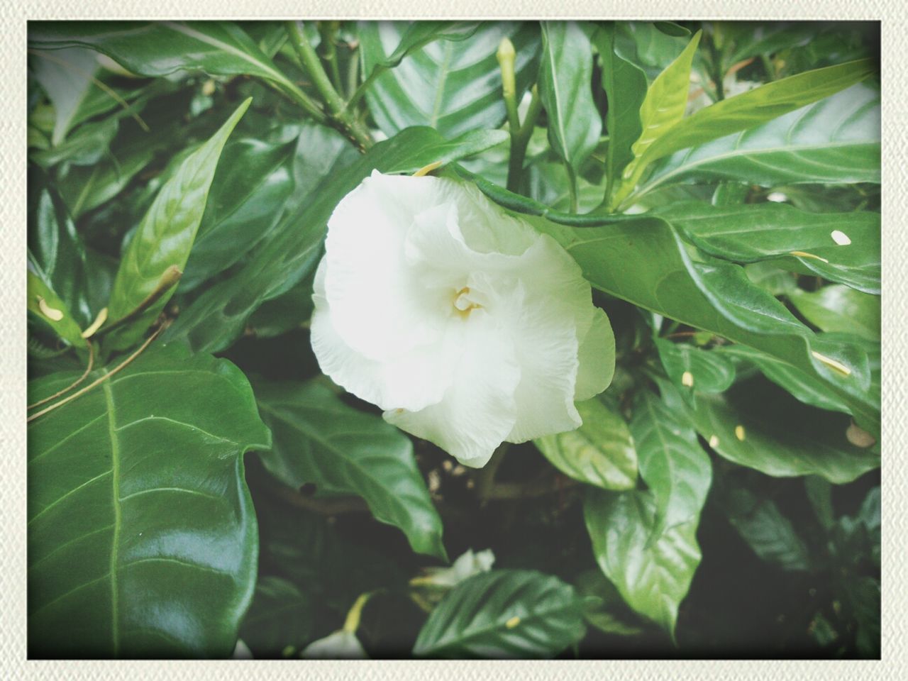 Close-up of white magnolia flower