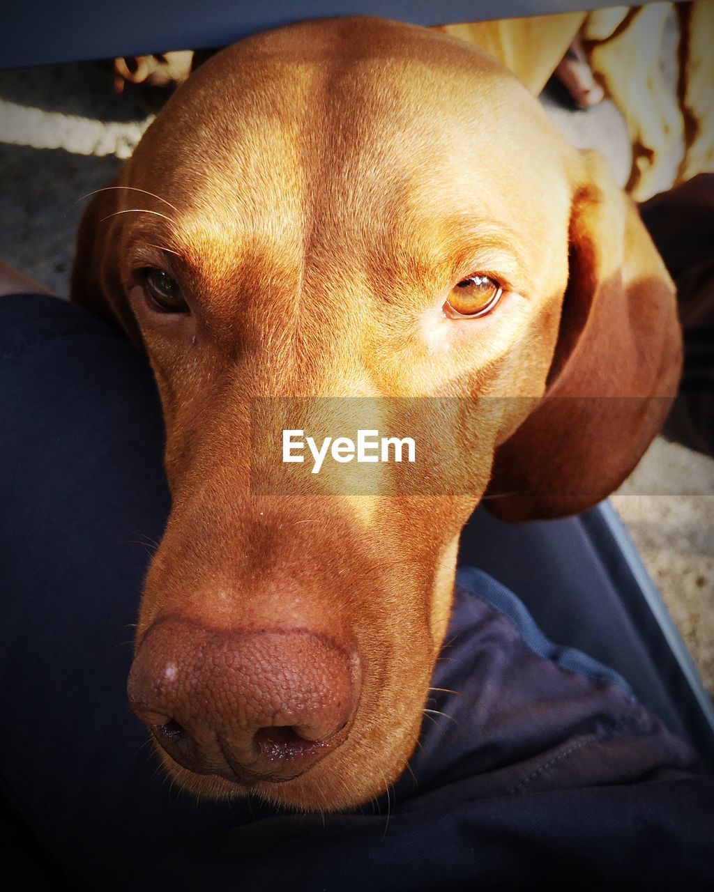 CLOSE-UP PORTRAIT OF DOG LOOKING AT CAMERA