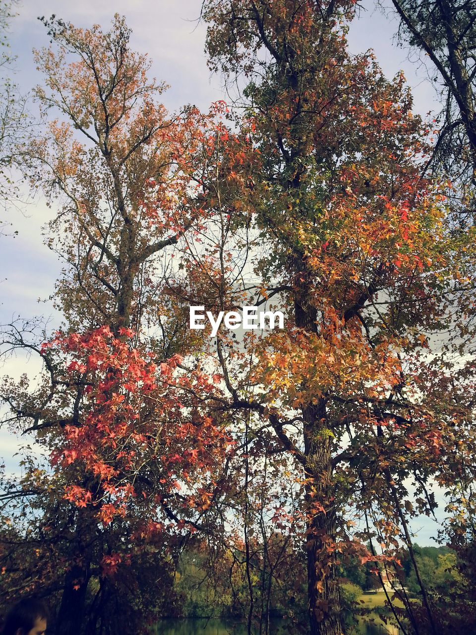 LOW ANGLE VIEW OF TREES AGAINST SKY