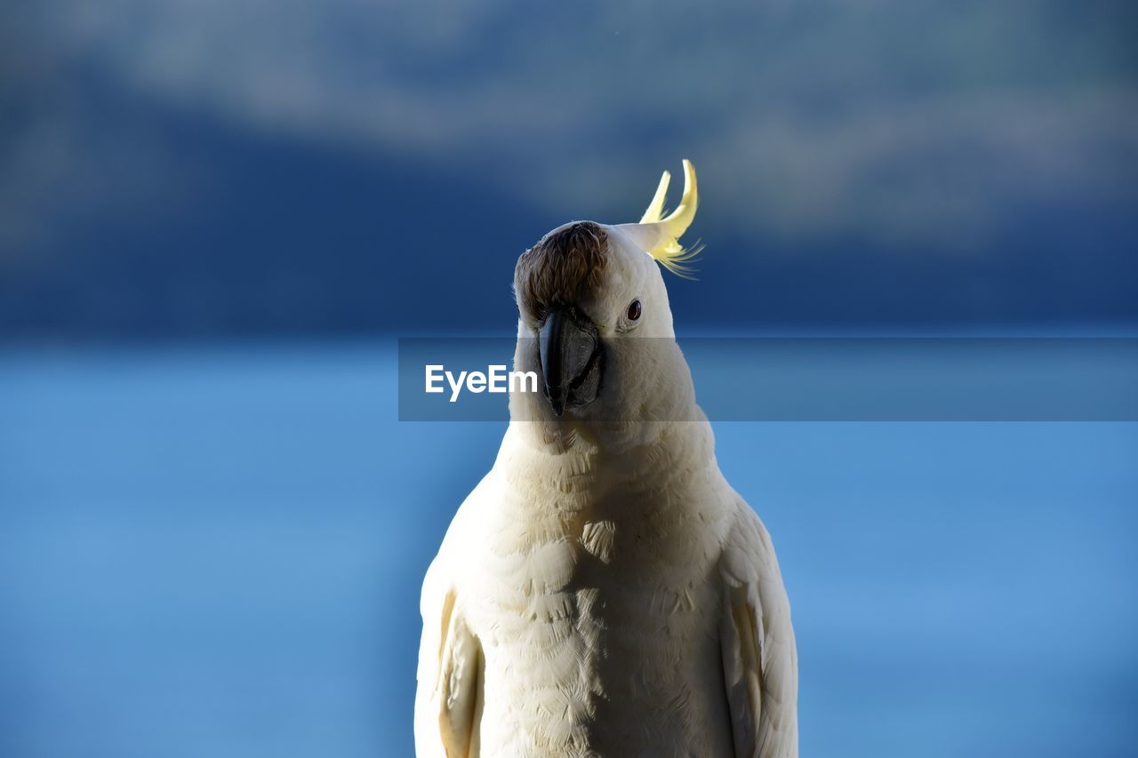 Cockatoo in the shade