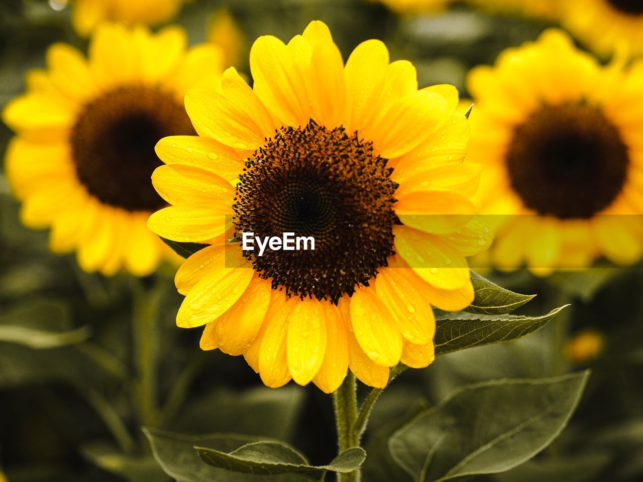 Close-up of sunflower