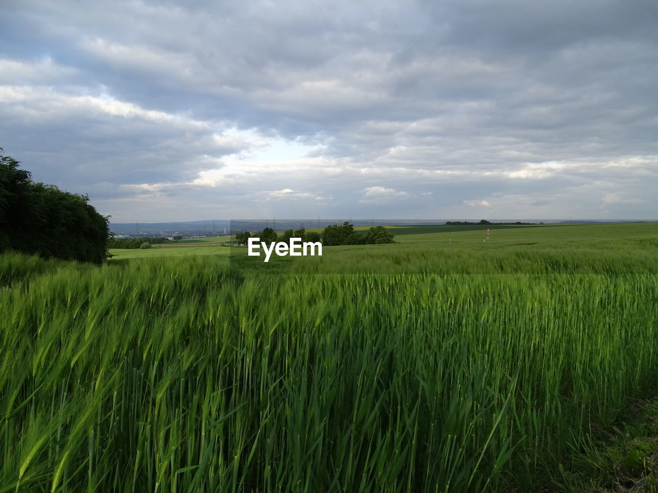 Scenic view of wheat field against sky