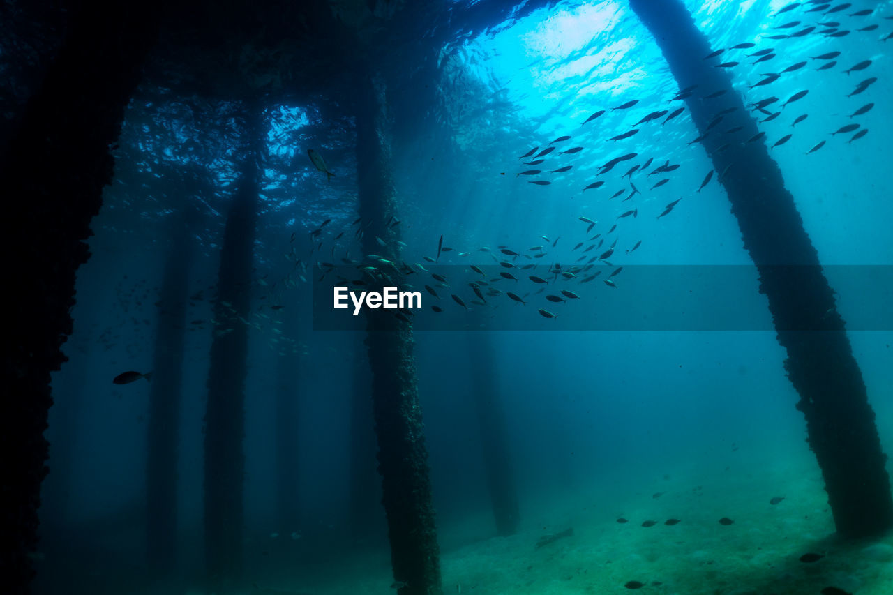 Underwater scene with coral reef and fish sea in surin islands phang nga southern of thailand.