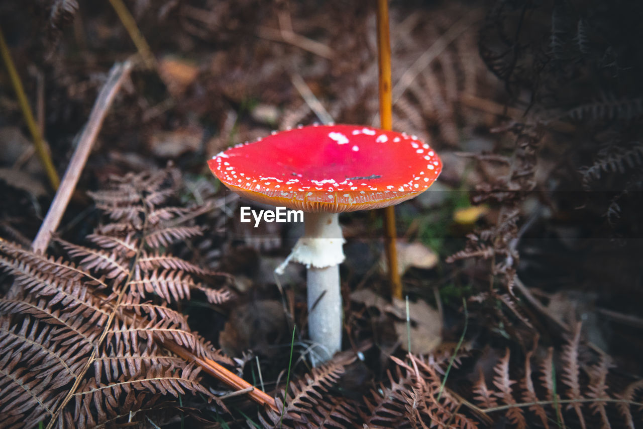 Close-up of fly agaric mushroom