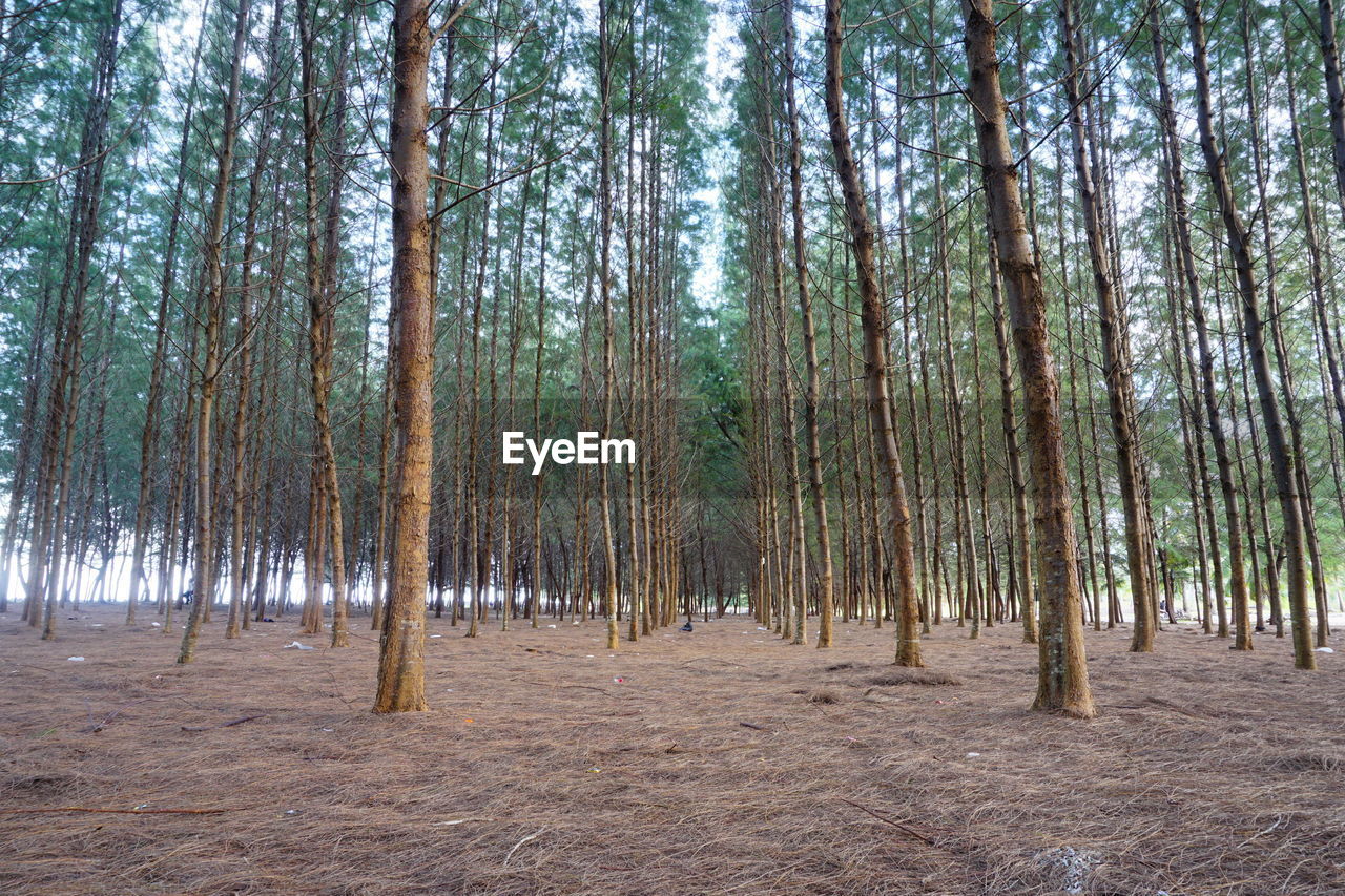 Pine trees in forest against sky