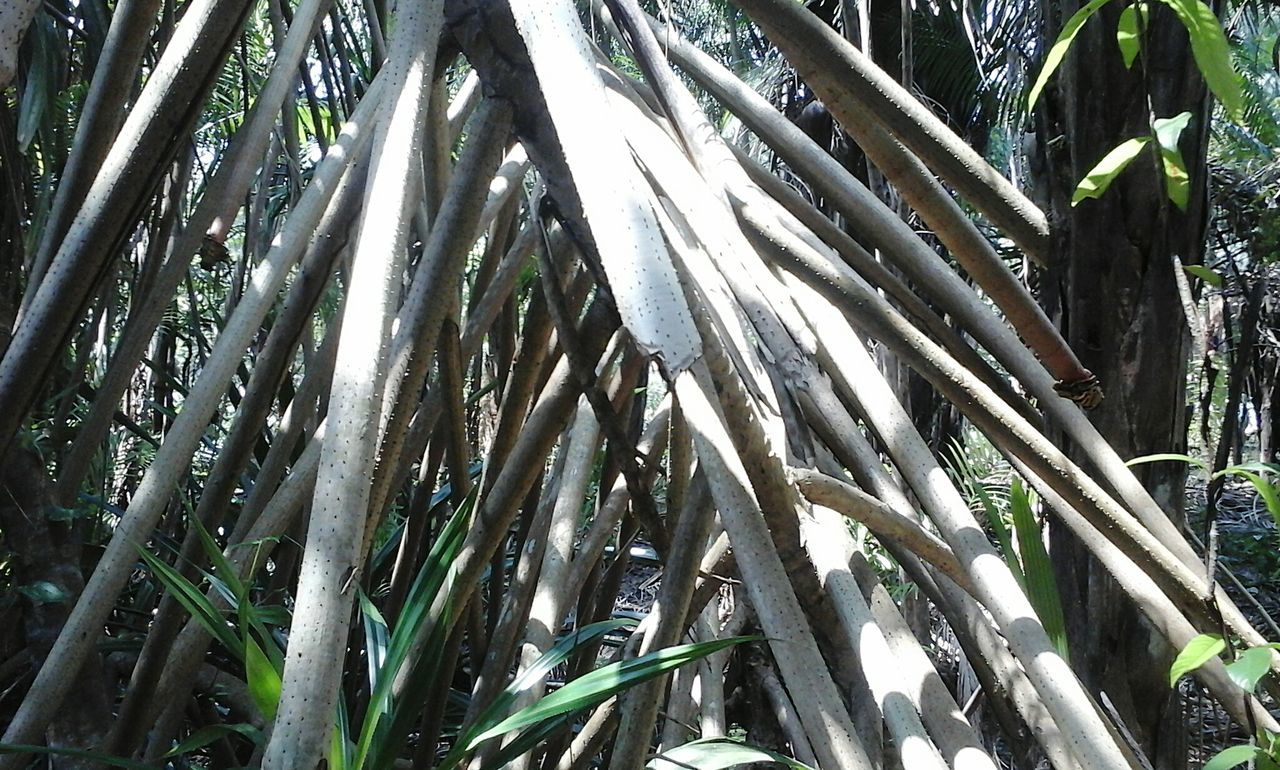 CLOSE-UP OF BAMBOO TREE BRANCHES