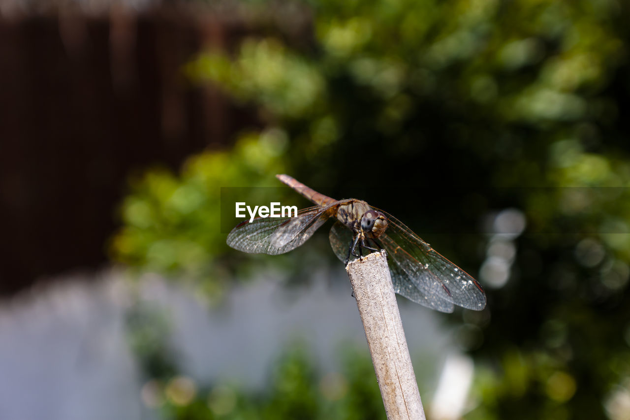 CLOSE-UP OF DRAGONFLY