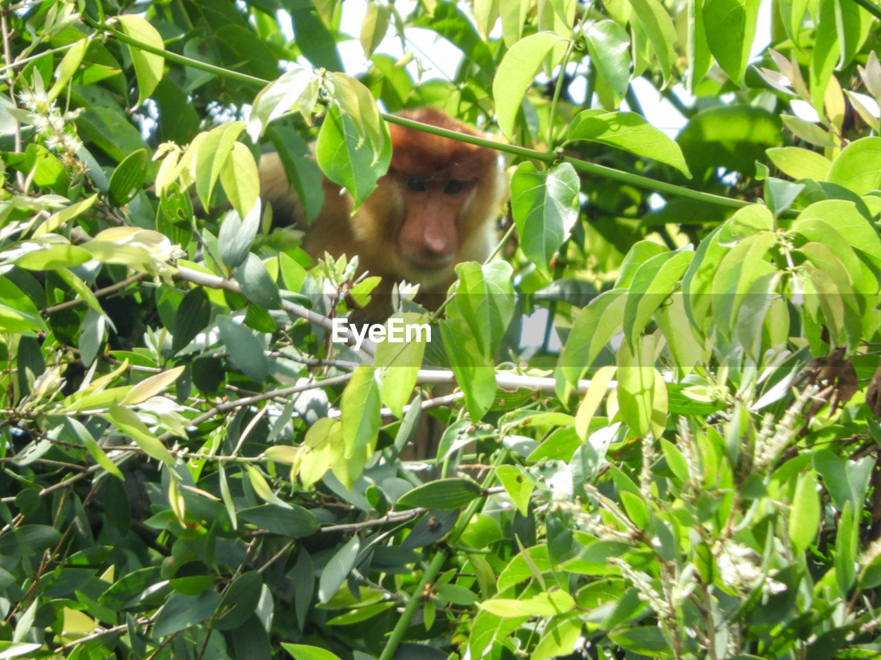 PORTRAIT OF MONKEY IN TREE