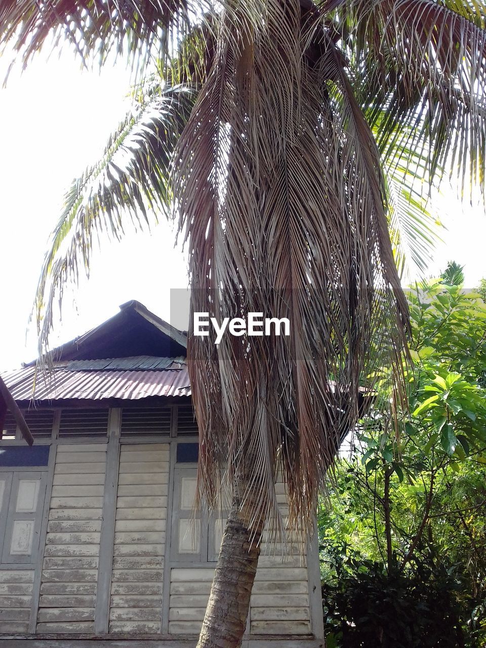 LOW ANGLE VIEW OF PALM TREES AGAINST BUILDING