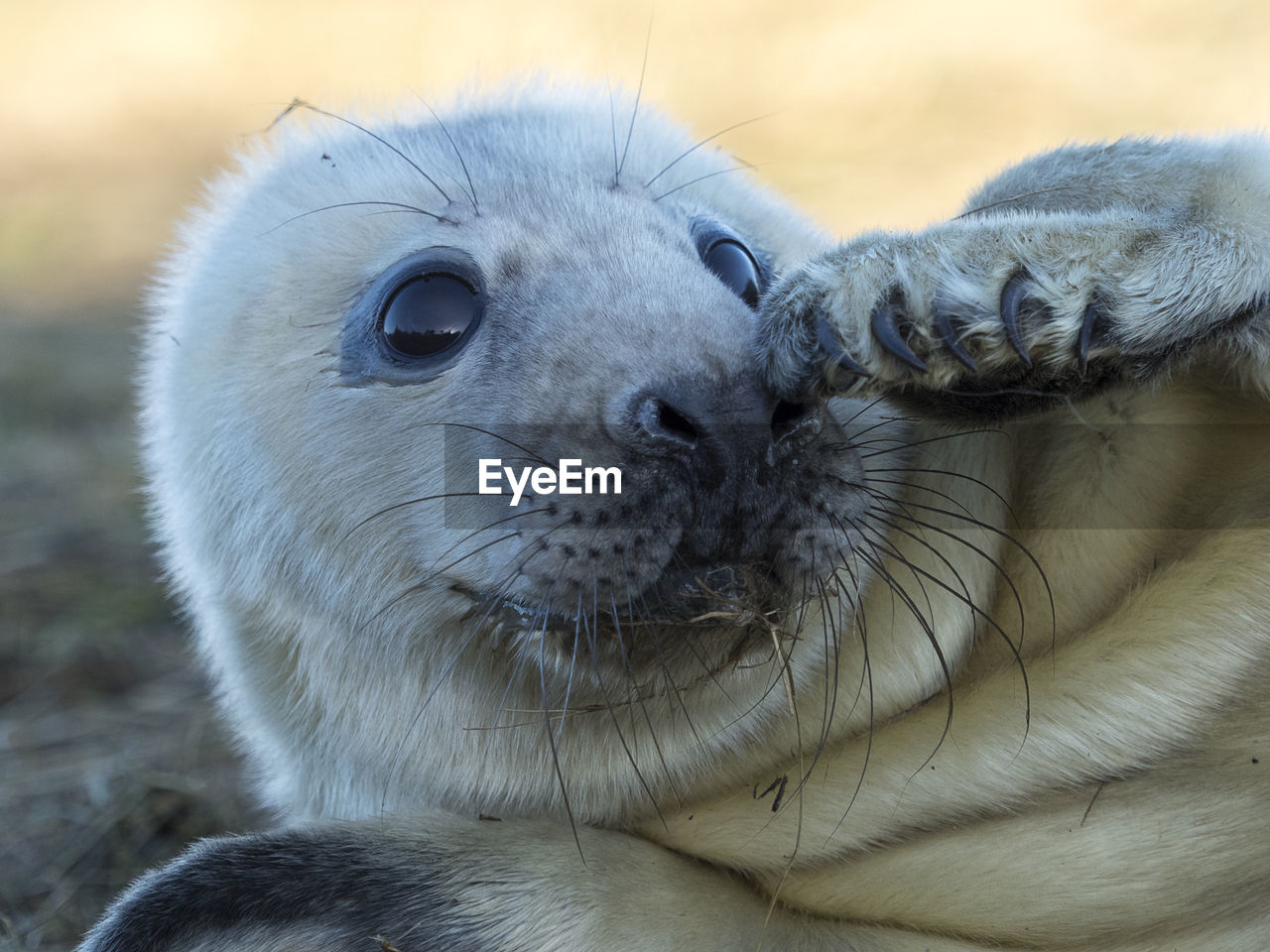 Close-up portrait of grey seal on field