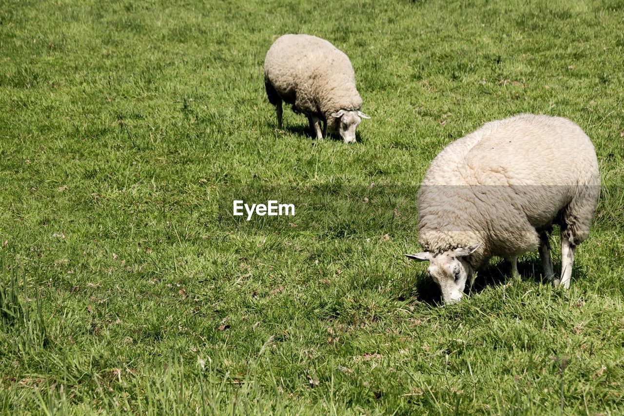 SHEEP GRAZING IN FARM