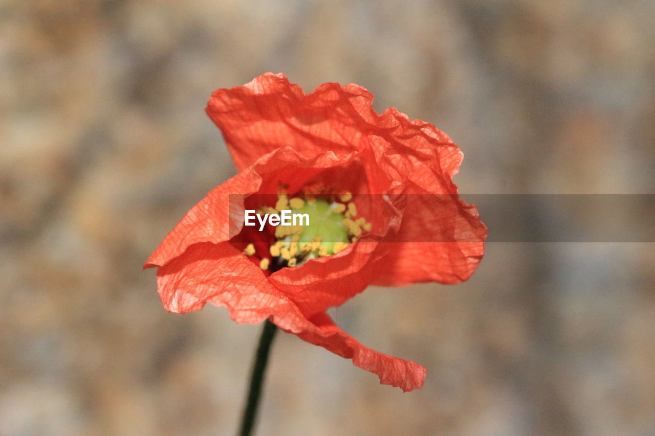 Close-up of red poppy blooming outdoors