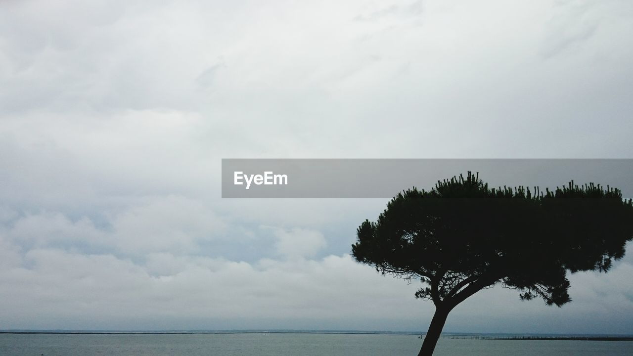 IDYLLIC VIEW OF TREE AGAINST SKY