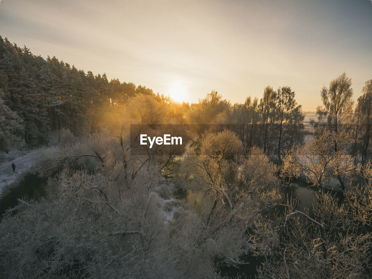 Trees on land against sky during sunset