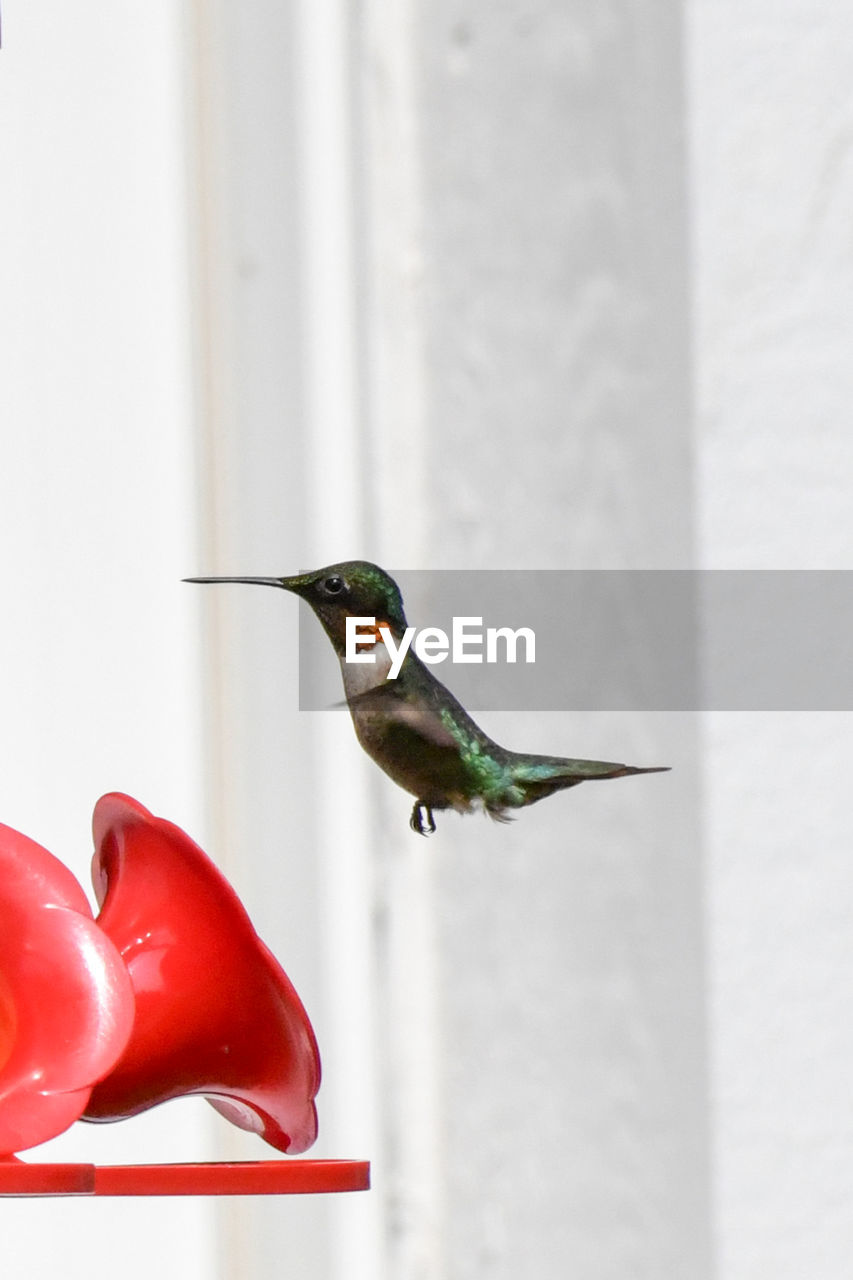 Tiny hummingbird in flight at the feeder