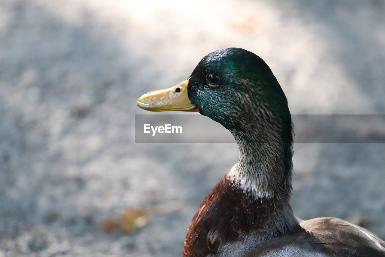 Close-up of a bird