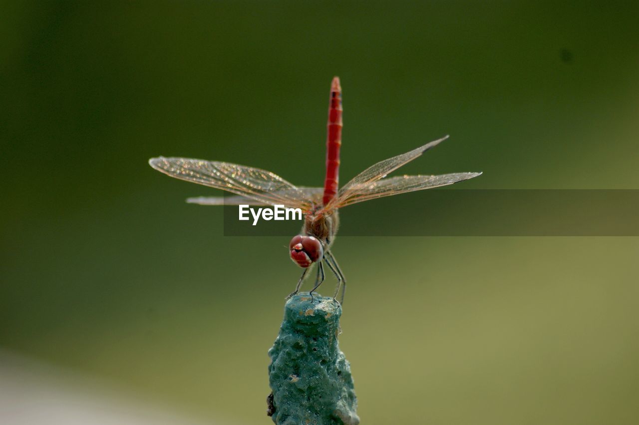 Close-up of dragonfly on rock