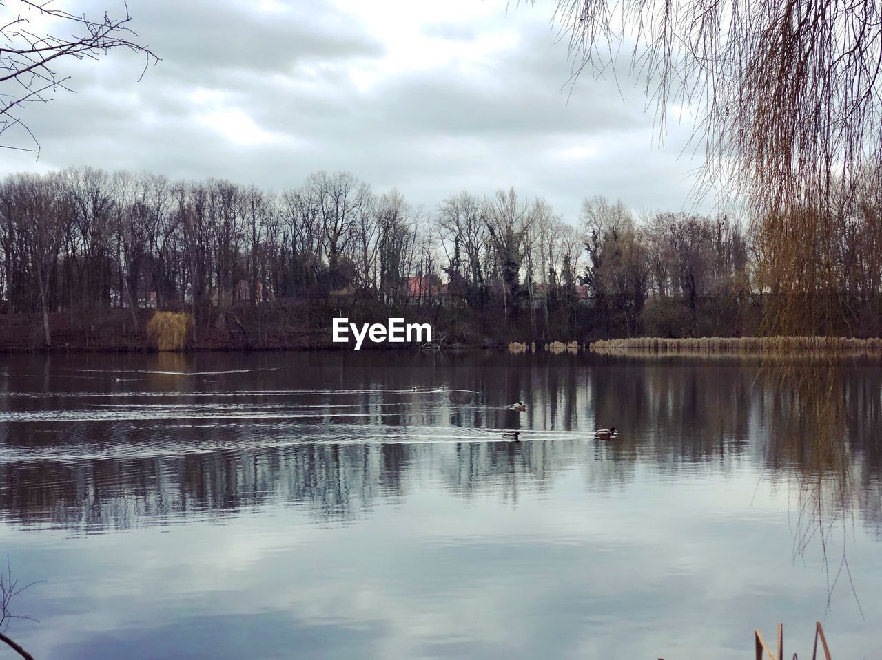 TREES BY LAKE AGAINST SKY