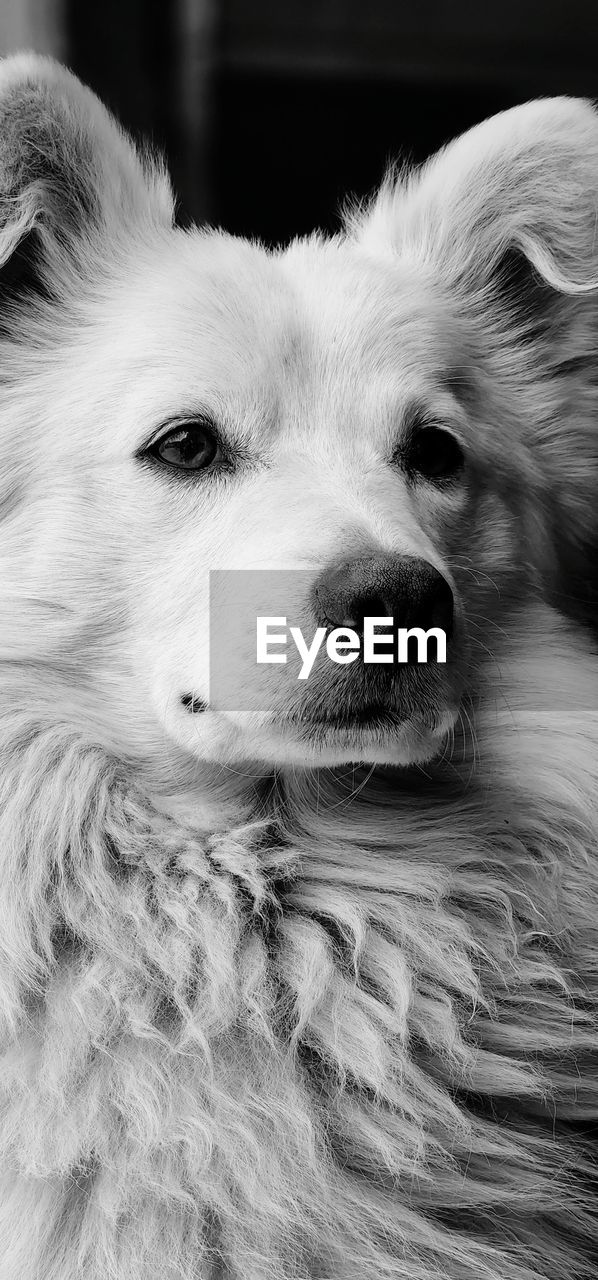 one animal, animal themes, animal, mammal, pet, domestic animals, dog, canine, white, black and white, monochrome, monochrome photography, close-up, animal body part, portrait, no people, animal head, drawing, looking away, looking, animal hair, indoors